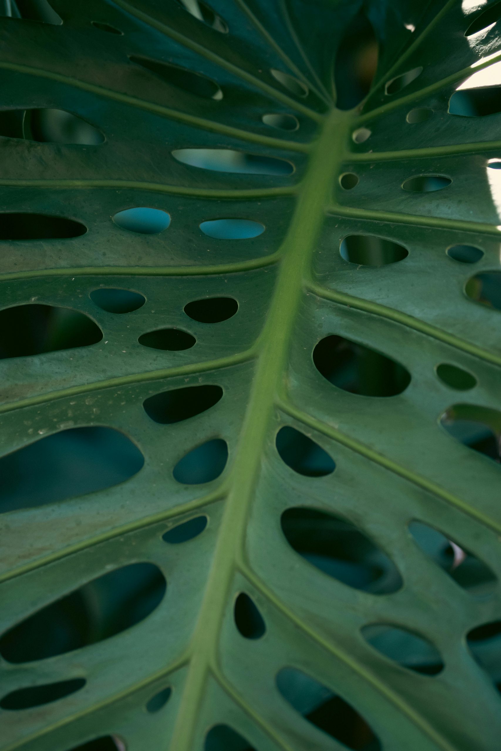 A detailed view of a Monstera leaf showcasing its unique perforations and vibrant green color.